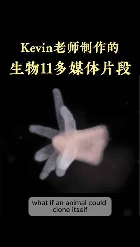 Kelvin老师编辑制作的生物11多媒体片段